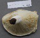 Lactarius subvellereus image